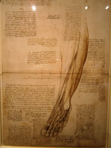 One of Leonardo da Vinci's studies of the leg and foot showing how the tendons and ligaments work. His very  finely detailed drawings and extensive descriptions and notes were all done using a goose quill pen. Leonardo believed that you had to have accurate drawings AND text to be able to explain the intricacies and interactions of the anatomy. Other drawings showed his studies on the layers of bone, muscle, tendons, blood vessels and the skin that make up the human body and also how they worked and the lines of the forces that are generated as the body works.