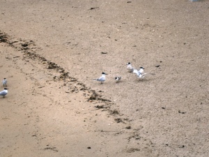 Sandwich terns in courtship ritual. These birds pair for severa; seasons