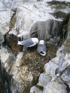 Kittiwakes and their nest tucked into a niche in a sea cliff
