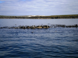Seals basking on a rock in the Farnes. They will start to pup in about a month or so time so they build up their food reserves in their bodies at this time of year... and rest up..