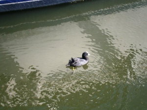 There was also an abundance of coots at Limehouse basin with their funny gutteral sqwawk