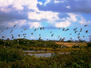 A murmuration of starlings taking flight from the rich harvest of blackberries by the salt marshes on East Head